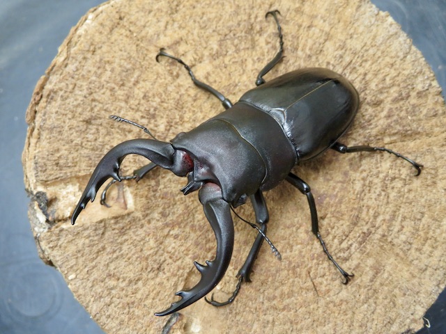 アマミノコギリクワガタ76ミリ