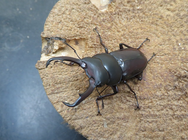 トカラコクワガタ48ミリ