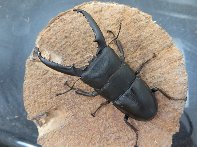 ゴトウヒラタクワガタ（中通島）74ミリ