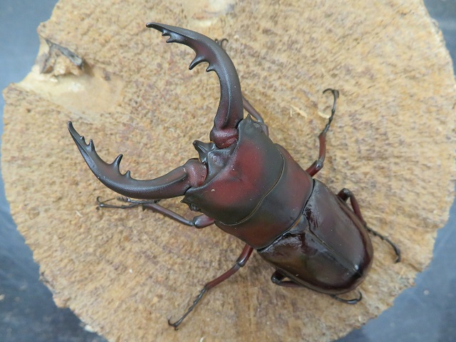 トクノシマノコギリクワガタ72ミリ（赤）