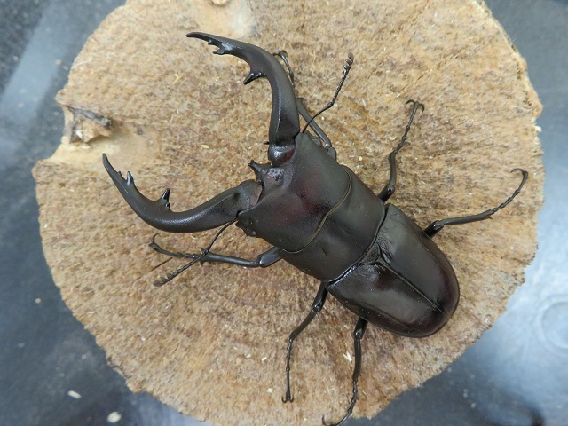 アマミノコギリクワガタ75ミリ