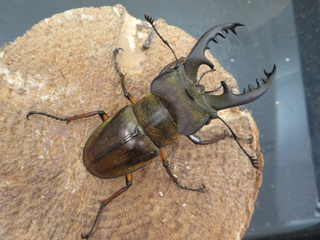 むし様 専用 ◇ ミヤマクワガタ 73㎜ 標本 ◇ 標本】標本