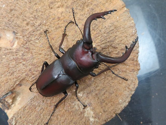 マキシカクワガタ野外品　雄67㍉ マキシカクワガタ野外品 雄67㍉ 【公式通販】