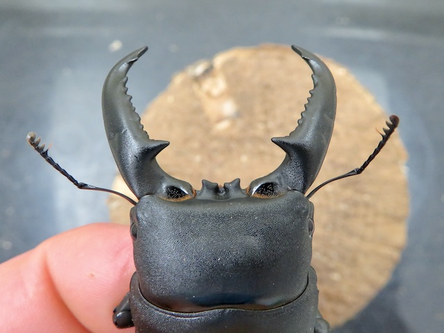 タカラヒラタクワガタ69ミリの訳あり箇所