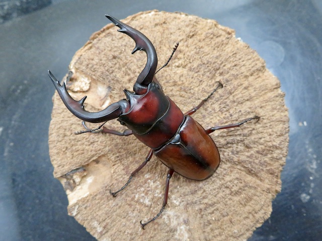 トカラノコギリクワガタ（中之島）73ミリ