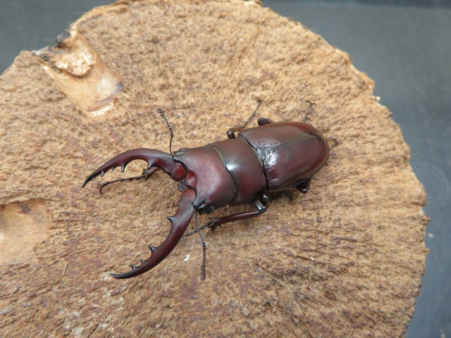 ヤエヤマノコギリクワガタ（西表島産）52ミリペア販売/クワガタ工房 虫吉