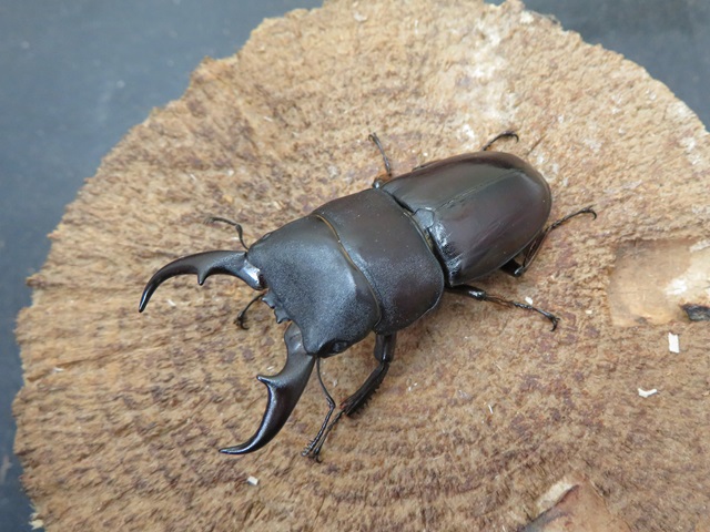 ダイトウヒラタクワガタ（南大東島産）53ミリペア販売/クワガタ工房 虫吉