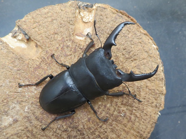 本土ヒラタクワガタ（宮崎県）65ミリ