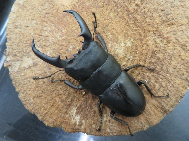 本土ヒラタクワガタ（福岡県福津市）60ミリ