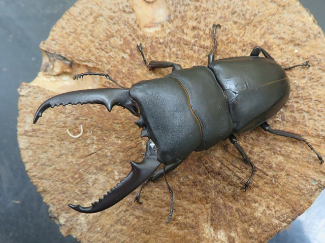 ゴトウヒラタクワガタ(中通島)75ミリ