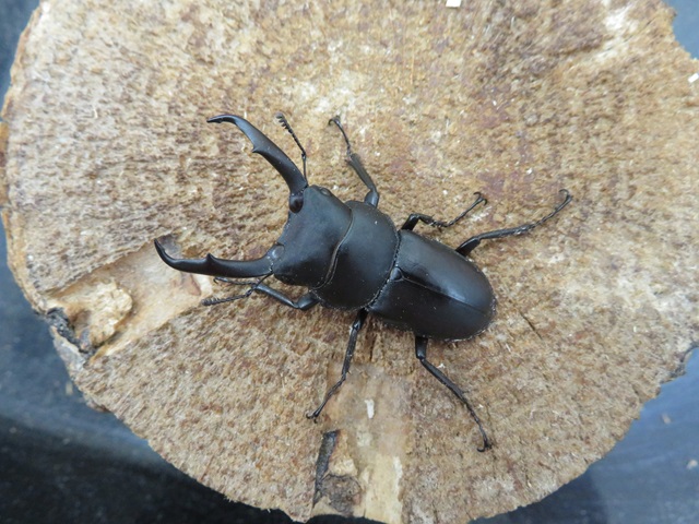 天然コクワガタ（福岡県福津市）45ミリ