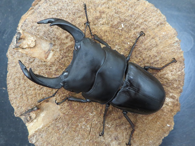 オオクワガタ久留米産オス 極太 82.5 mm オオクワガタ久留米産オス 極太 82.5 mm