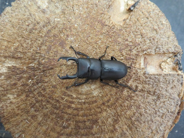ヤクシマスジクワガタ特大34ミリペア販売/クワガタ工房 虫吉