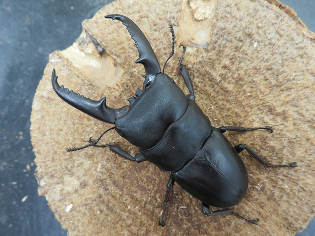 ゴトウヒラタクワガタ(中通島)70ミリ