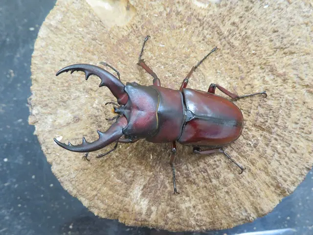 イヘヤノコギリクワガタ