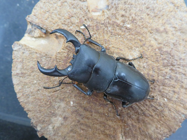 天然オキナワヒラタクワガタ(伊平屋島)55ミリ