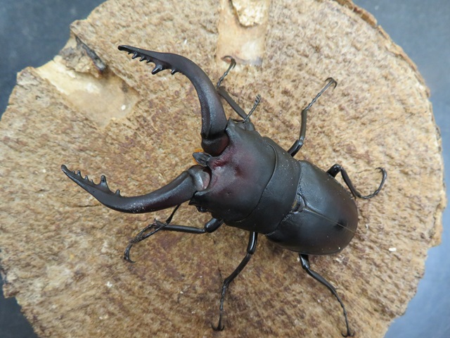 壱岐産ノコギリクワガタ超特大70ミリペア販売/クワガタ工房 虫吉