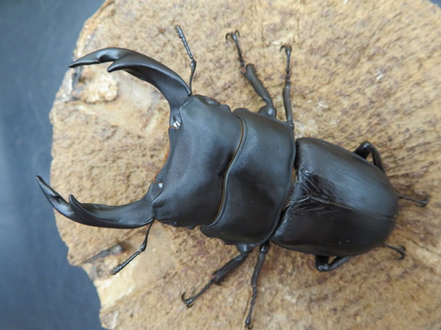 希少佐賀県久保泉産オオクワガタ生体☆雄75mm 雌46mm ペア（佐賀