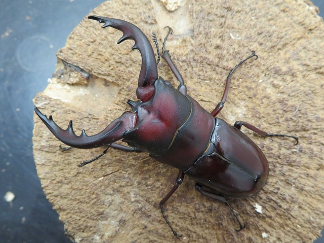 トクノシマノコギリクワガタ72ミリ(赤)