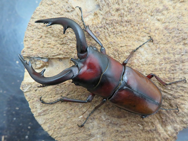 トカラノコギリクワガタ（中之島）71ミリ