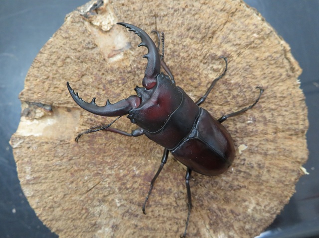 クメジマノコギリクワガタ63ミリペア販売/クワガタ工房 虫吉