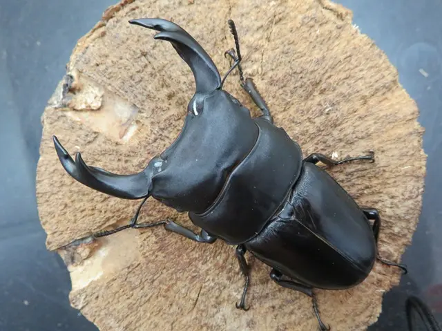 越冬 香川県まんのう町産オオクワガタF8雄73mm×F8雌45mm | 2026年8