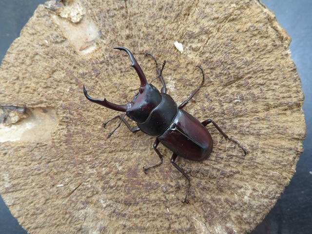 トカラコクワガタ42ミリ