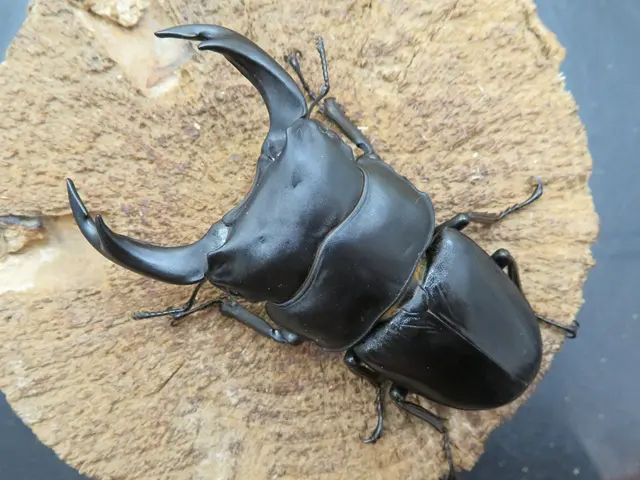 【カシオペア】 天然 山形県産 ヒメオオクワガタ ♂49.8mmペア ヒメオオクワガタ ペア①36.5㎜ | クワガタTOP GUN