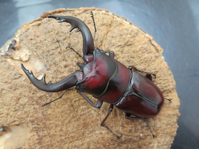 オキナワノコギリクワガタ 大型♂ 66.1mm 沖縄本島 - Insect Islands