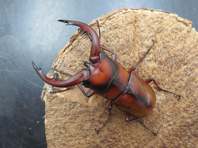 トカラノコギリクワガタ（悪石島産）63ミリペア販売/クワガタ工房 虫吉