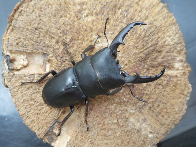 標本　ヒラタクワガタ ルソン島産 2501050002-01_f777ca0b-c1fb-