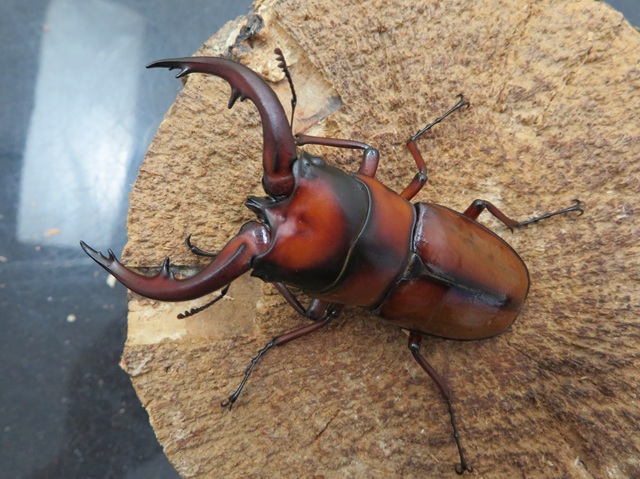 トカラノコギリクワガタ（悪石島）69ミリ