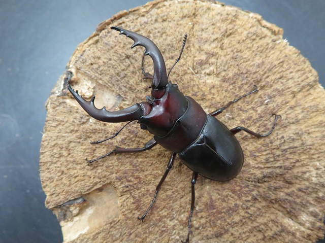 対馬産 オオクワガタ 約61ミリ 野外品 対馬産 オオクワガタ 約61ミリ 野外品 国産オオクワガタ新潟県産ペア販売│