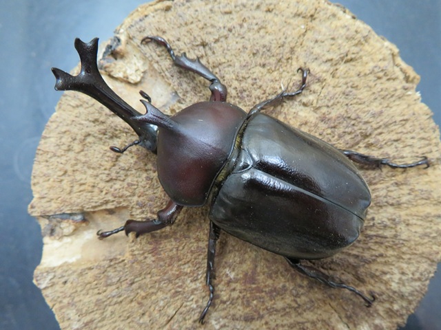 かたつむり ツチヤカブトムシ（口永良部島産）特大68ミリペアの販売