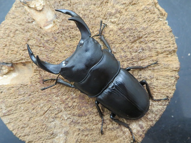 国産オオクワガタ城島産66ミリペア販売/クワガタ工房 虫吉