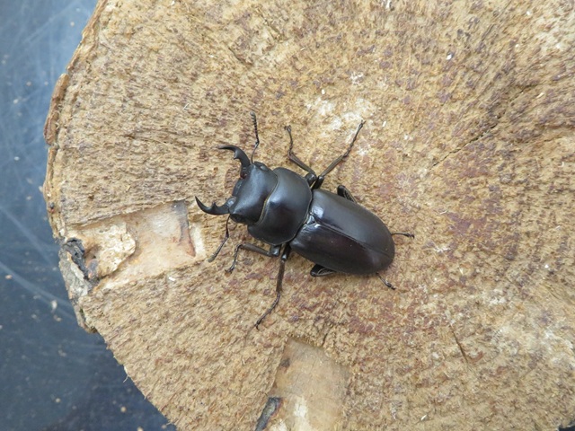アマミコクワガタ34ミリ