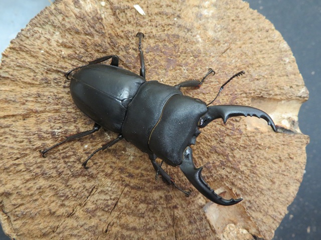 本土ヒラタクワガタ（熊本県産）58ミリ