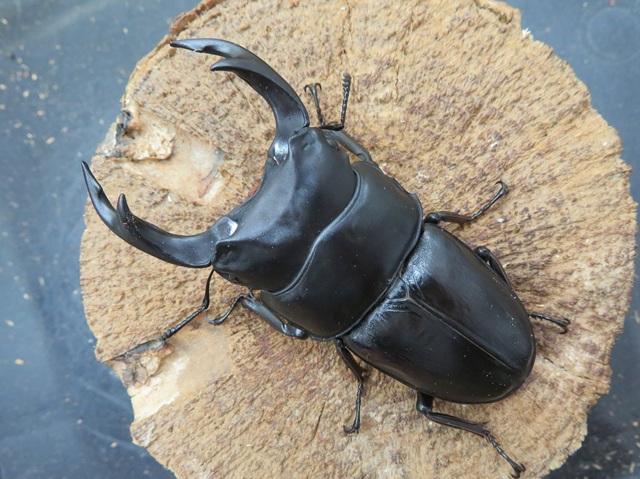 国産オオクワガタ（久留米産）53mmペア【新成虫】 | 国産