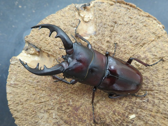 オキナワノコギリクワガタ68ミリ