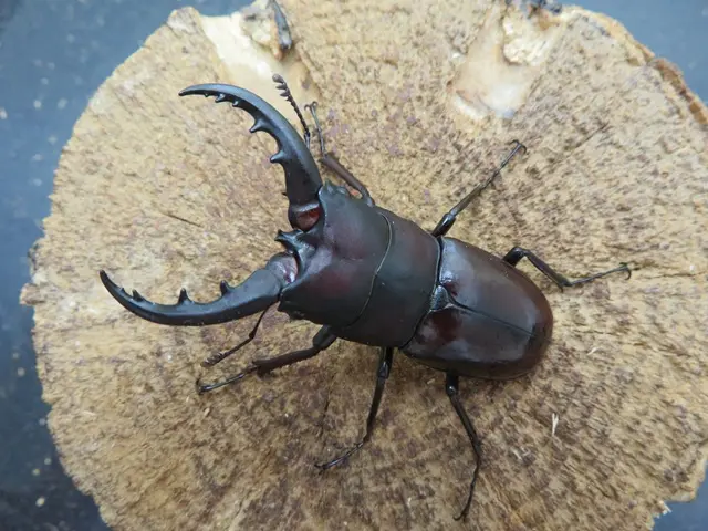 クメジマノコギリクワガタ58ミリ