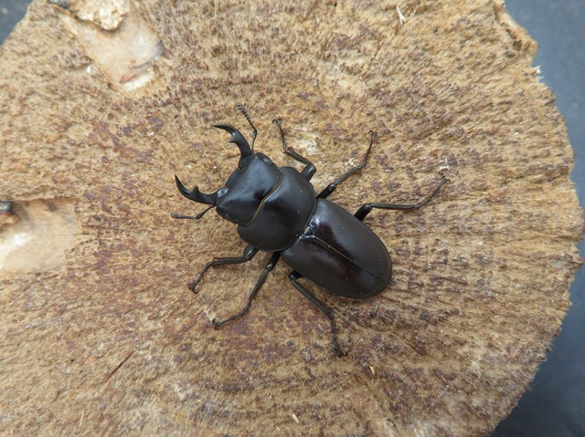 トクノシマコクワガタ36ミリ
