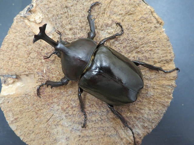 縄文土器　小動物？昆虫？珍品　箱付き　R99-2 オキナワカブトムシ（沖縄本島産）63ミリペアの販売/クワガタ