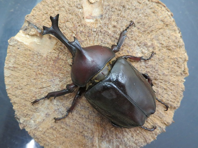 クワガタ　値下げOK‼︎ 訳あり特価。ヤクシマカブトムシ（種子島産）72ミリペアの販売