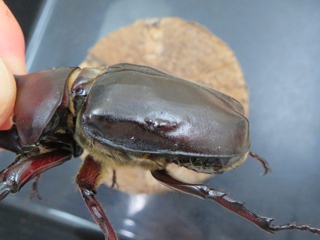 訳あり特価。ヤクシマカブトムシ（種子島産）72ミリペアの販売