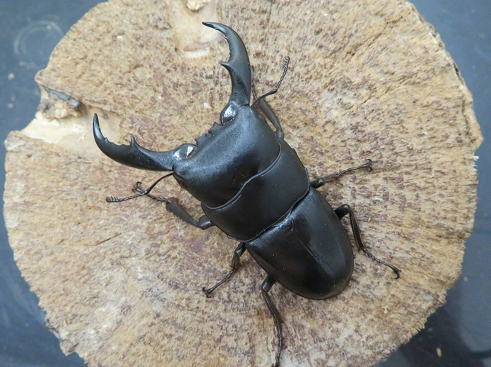 サキシマヒラタクワガタ60ミリ