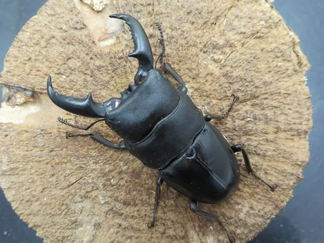 タカラヒラタクワガタ64ミリ