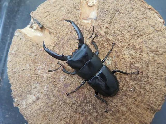 チョウセンヒラタクワガタ（対馬産）50ミリ