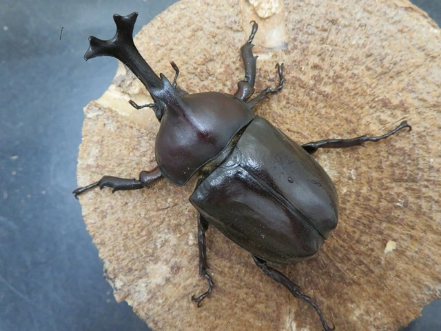 くわがた虫　金属模型　古物 くわがた虫 金属模型 古物 楽天市場】メタル クワガタの通販