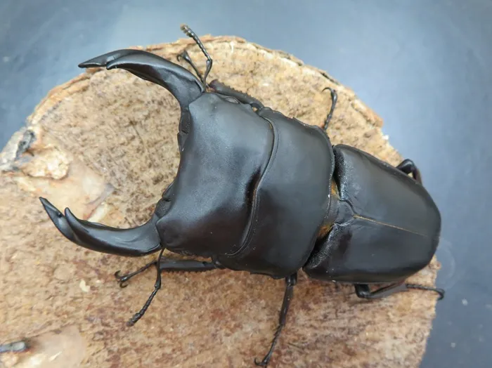 国産オオクワガタ佐賀県神埼産83ミリペア販売/クワガタ工房 虫吉