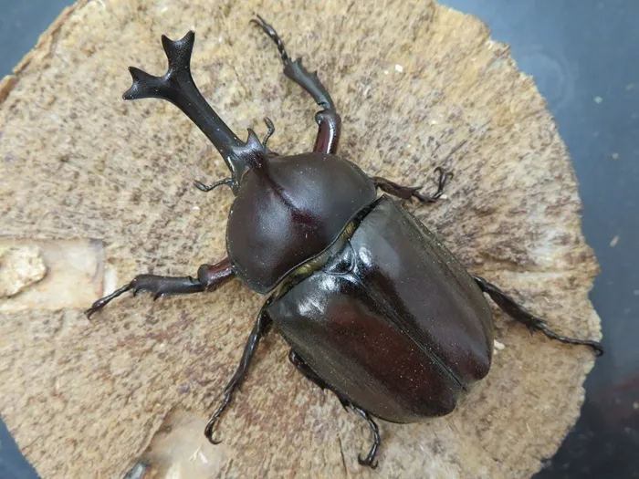 ヤクシマカブトムシ（屋久島産）65ミリペアの販売/クワガタ工房 虫吉